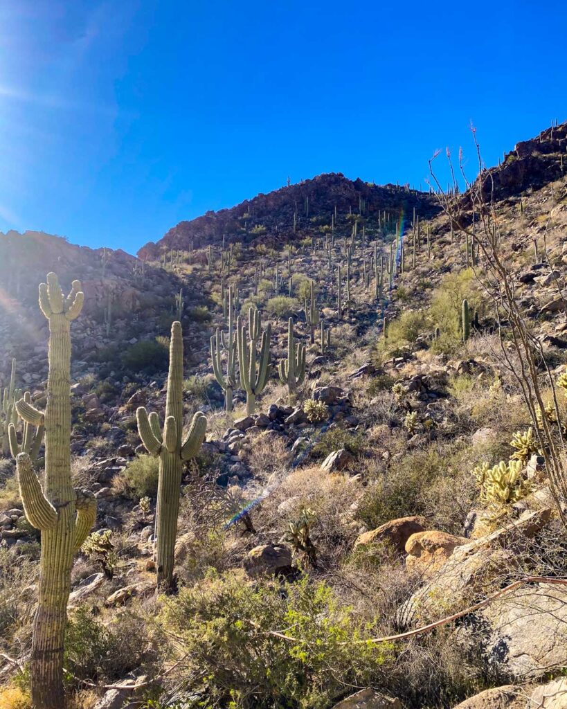 View from our new project in the mountains of Tucson, Arizona!